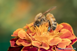 nbh honeybee marigold