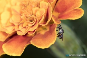nbh stinglessbee marigold